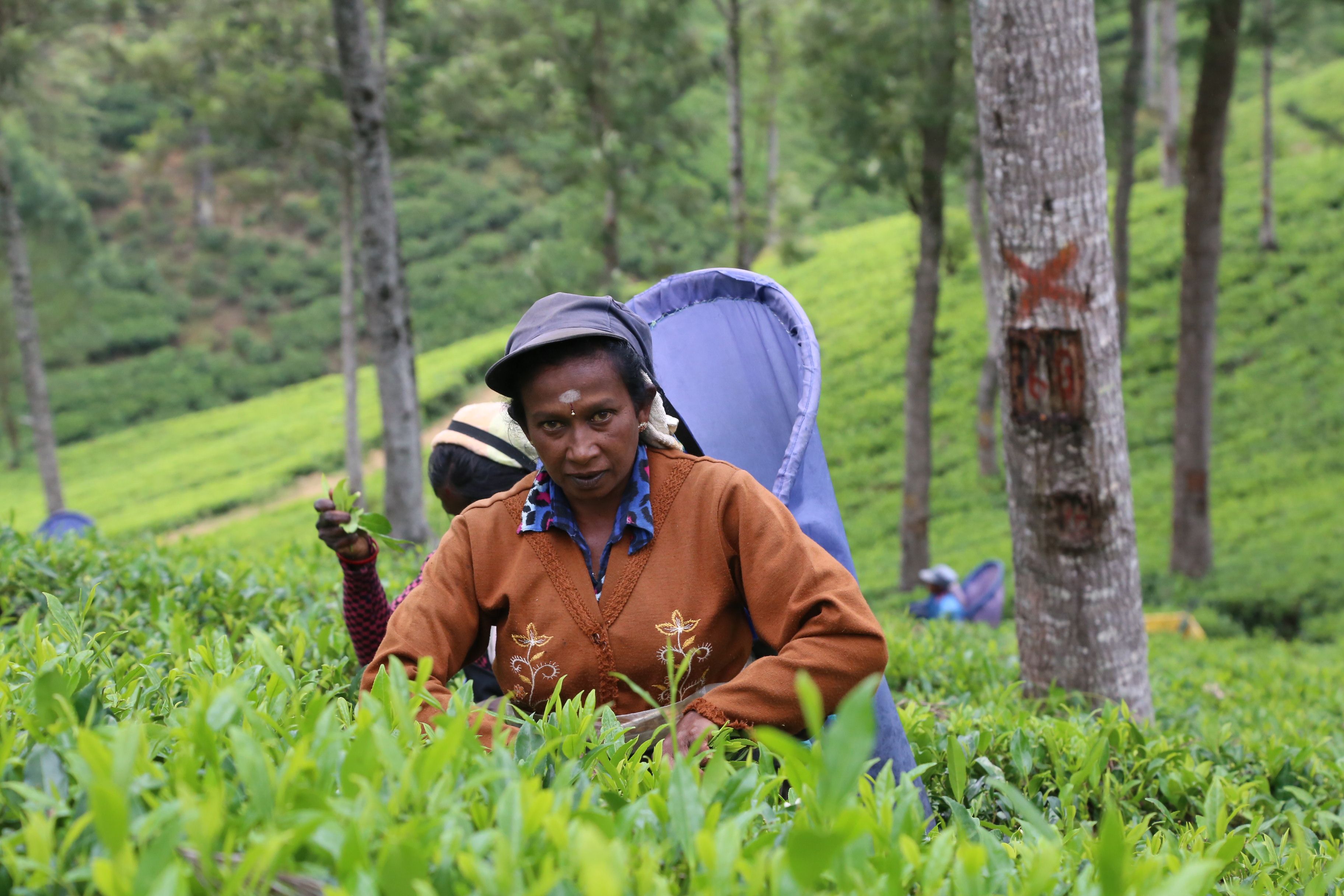 Tea picker harvesting fresh Ceylon tea leaves in a Sri Lankan tea garden