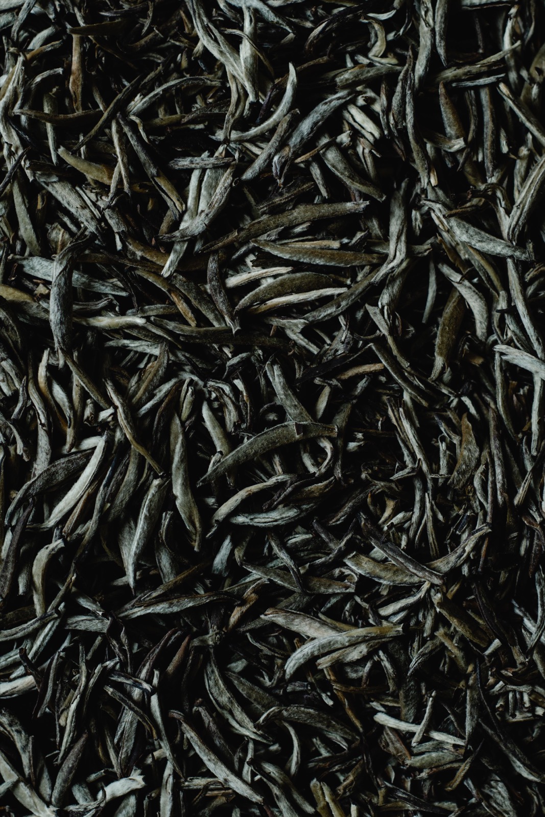 Close-up of long, twisted dried green tea leaves