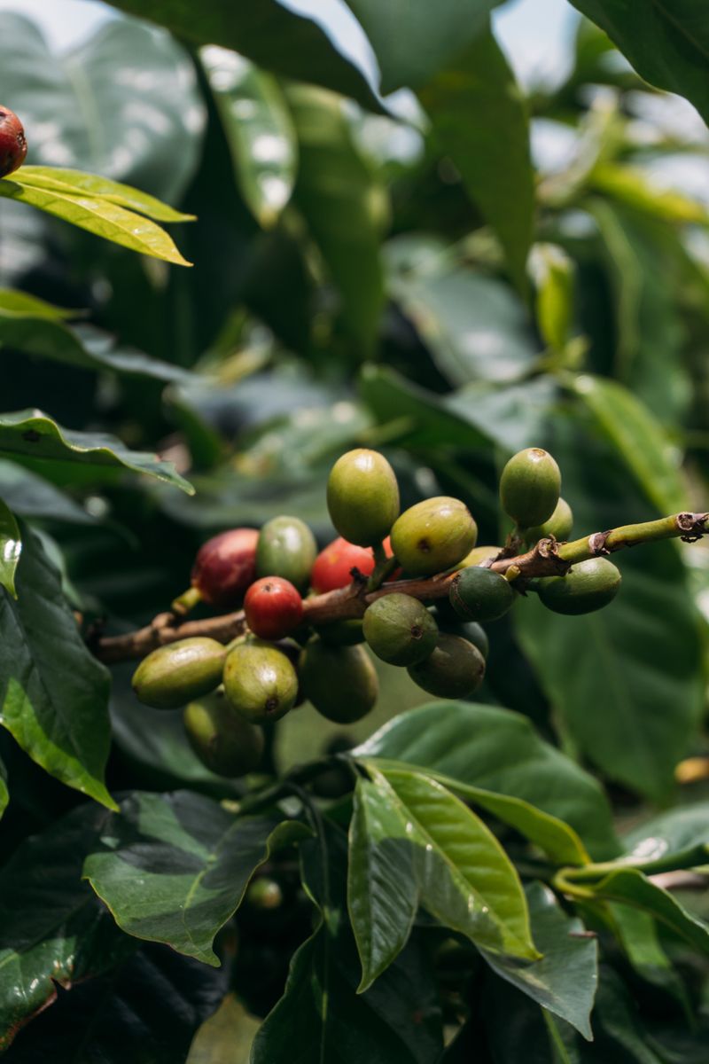 Coffee berries growing on a branch, representing the earlier coffee industry