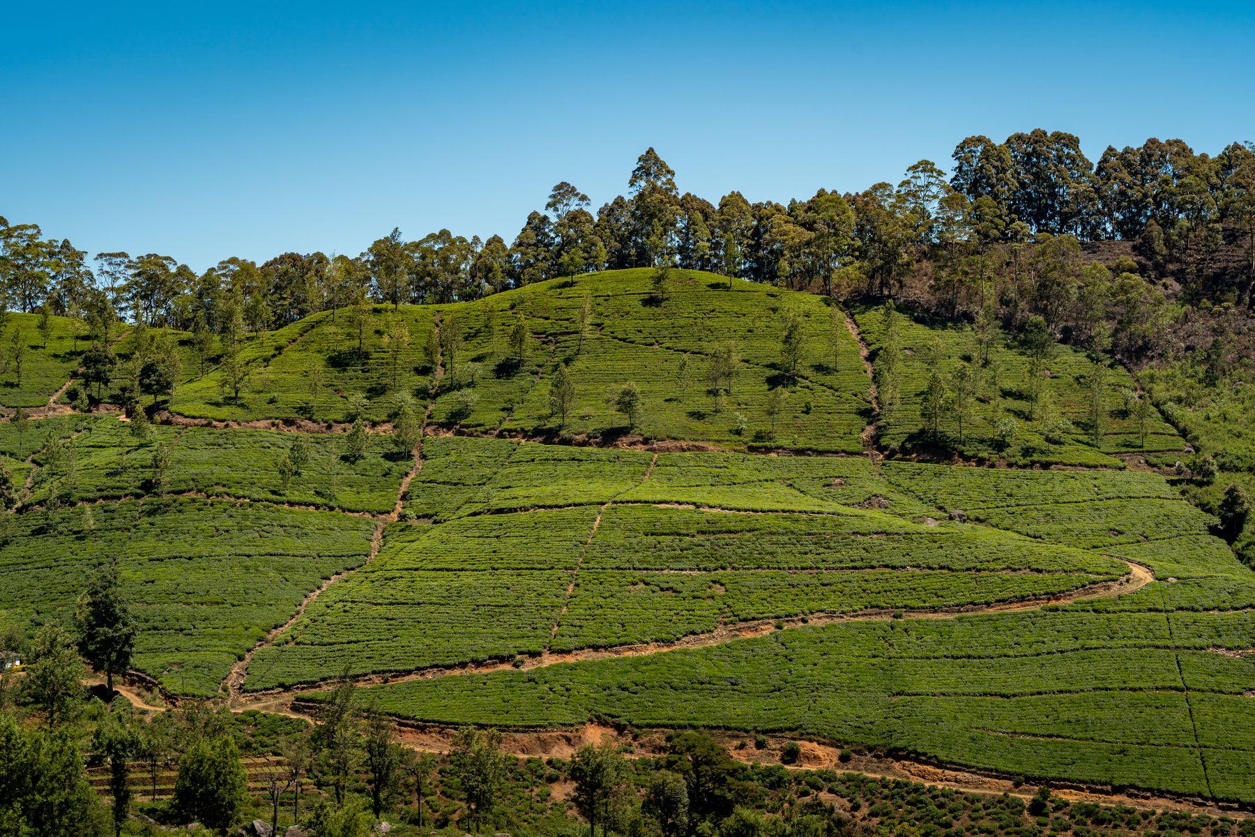 Green tea fields covering rolling hills in Sri Lanka